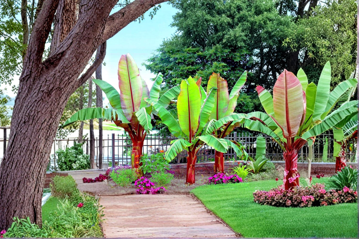 Abyssinian Banana Seeds – Ensete ventricosum – Ornamental Tropical Foliage Plant, Exotic Landscape, Container or Garden