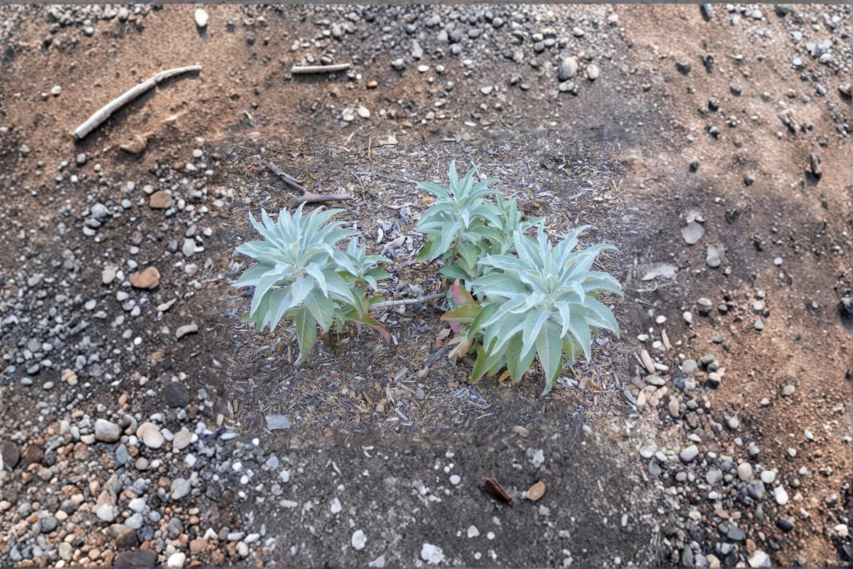 White Sage Seeds 100 Salvia apiana Aromatic Perennial Herb for Indoor Outdoor Herb Garden