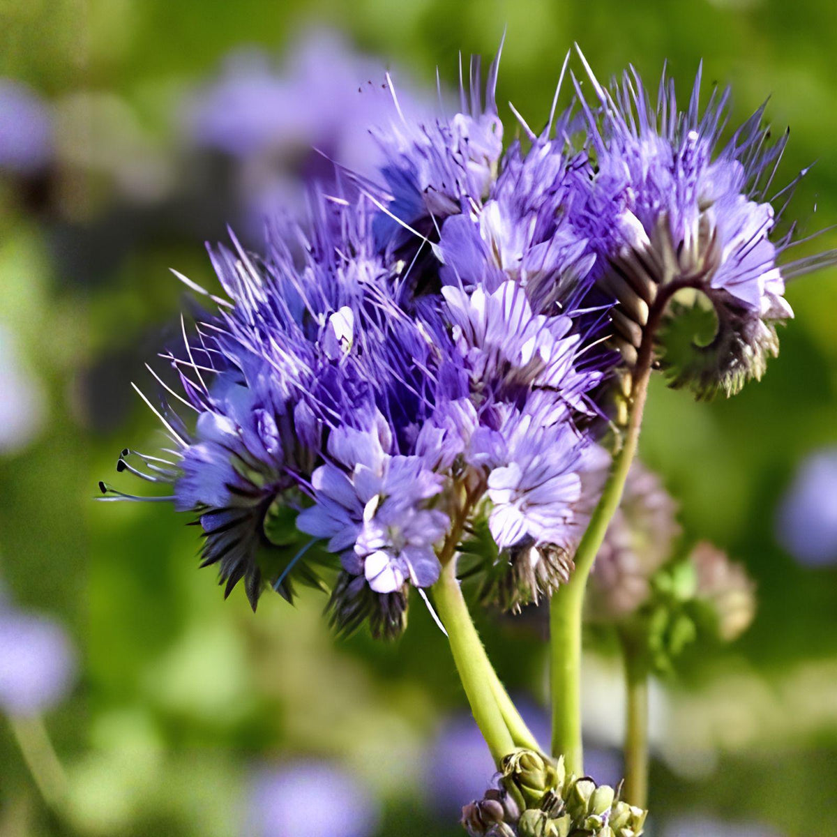 Lacy Phacelia Seeds (Phacelia tanacetifolia) - Pollinator-Friendly Wildflower for Bees & Butterflies | 100 Seeds
