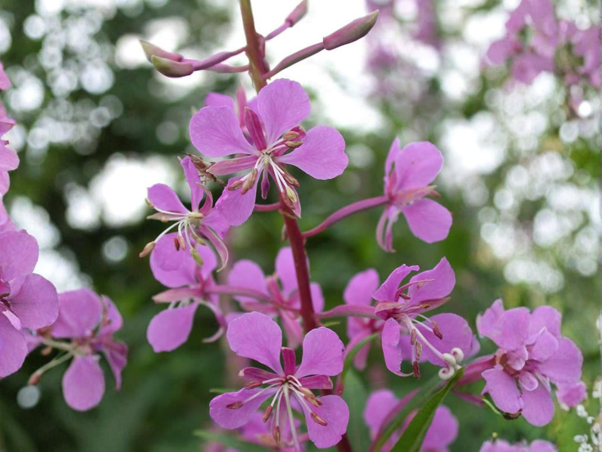 Fireweed Seeds – Chamaenerion angustifolium Wildflower Seeds for Pollinator Gardens, Woodland, Natural Landscape, 500 Seeds