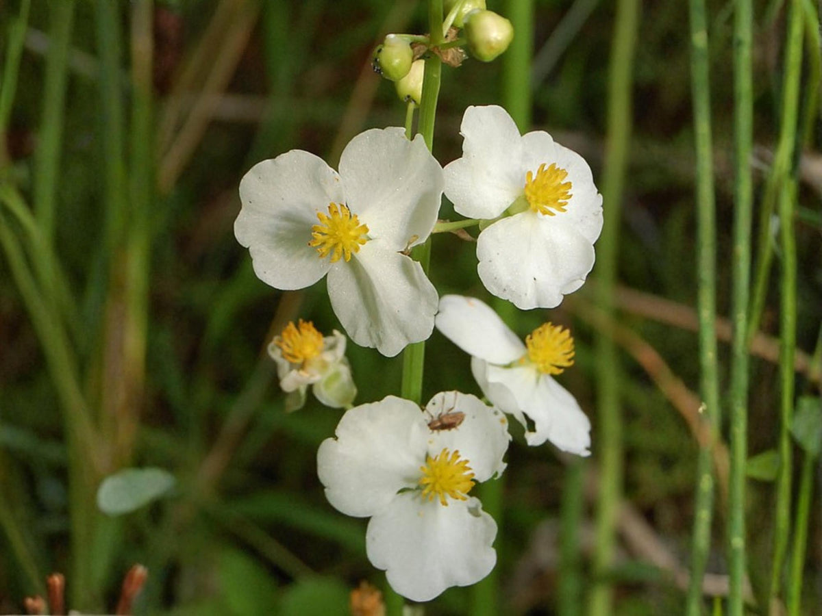 Common Arrowhead Seeds – Sagittaria latifolia Wetland Wildflower for Rain Gardens & Water Edges, Moist Soil Planting, 100 Seeds