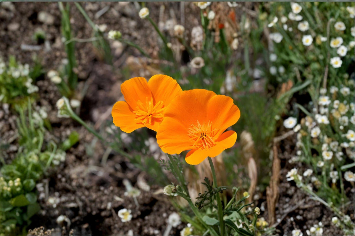 California Poppy Seeds – 1,000 Wildflower Seeds for Planting, Eschscholzia californica, Bright Orange Blooms, Drought Tolerant