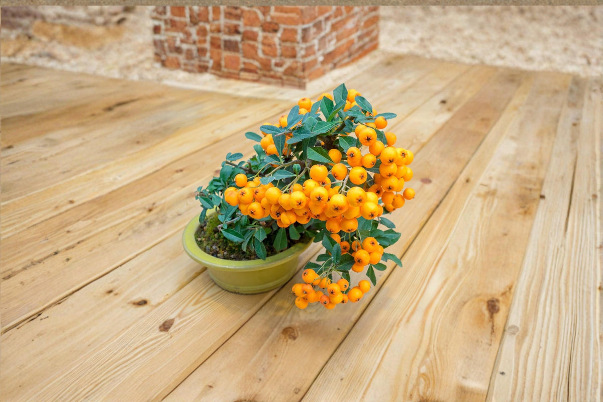 Orange Firethorn Bonsai Seeds – Pyracantha coccinea – Ornamental Shrub with Orange Berries – 30 Seeds for Gardening and Landscaping