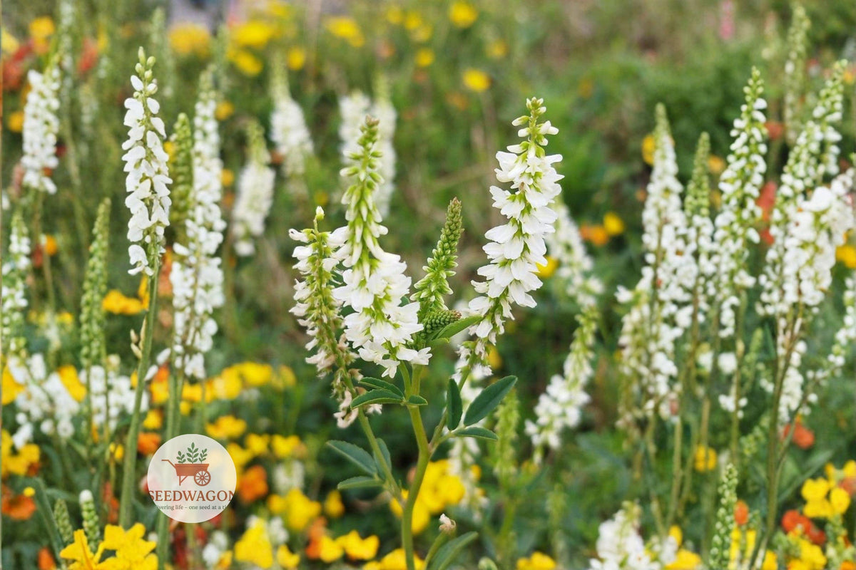 White Sweet Clover Seeds 100 | Melilotus alba Flowering Cover Crop for Pollinators & Wildlife