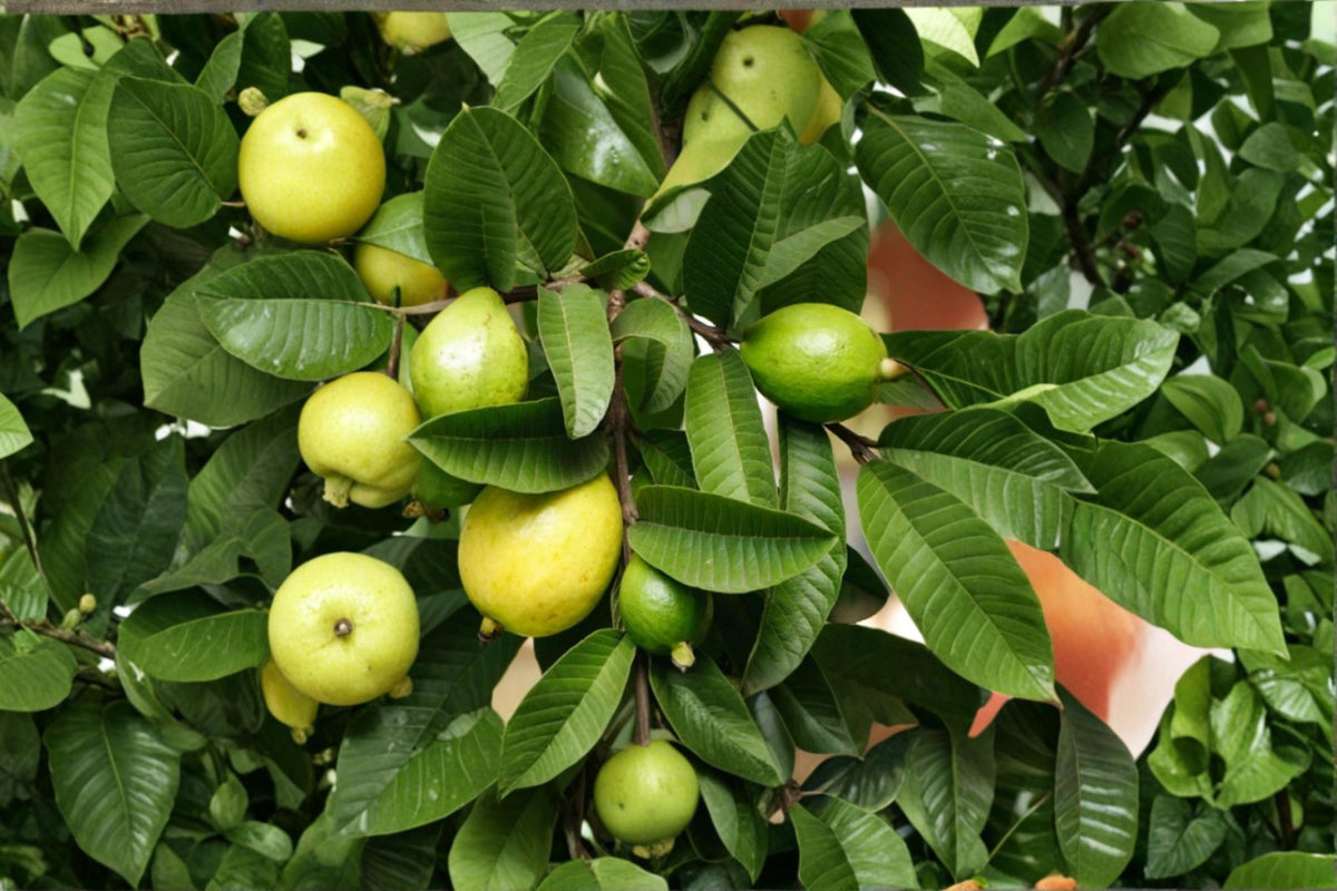Lemon Guava Seeds – Acca sellowiana – Fruiting Evergreen Shrub for Bonsai & Container Growing