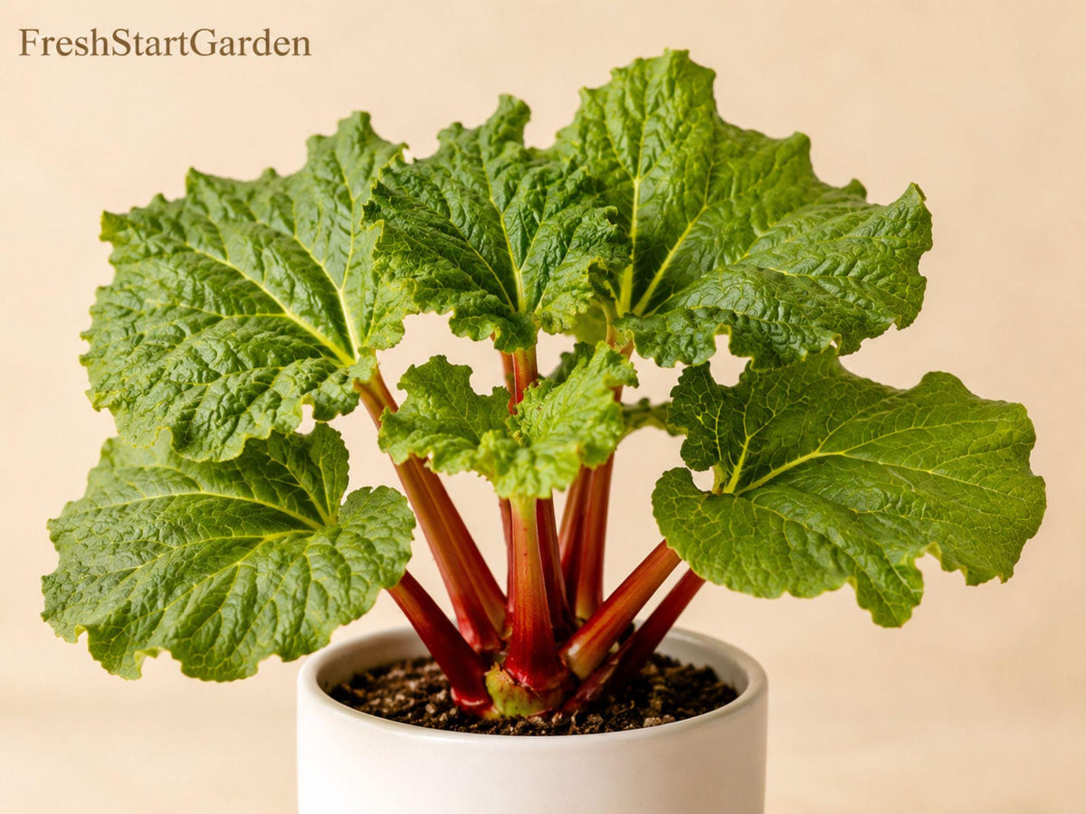 Victoria Rhubarb Bare Root Plant – Heirloom Perennial Vegetable Rheum rhabarbarum for Edible Gardens