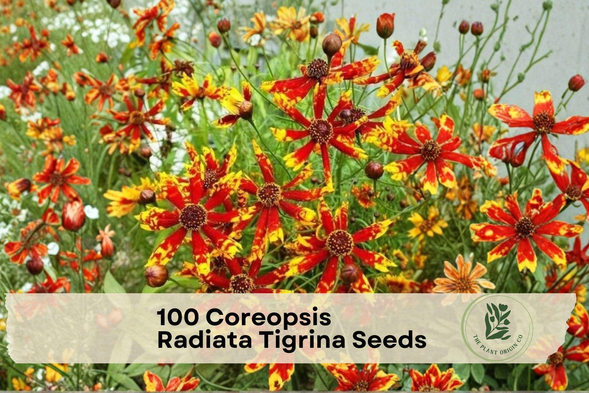 Coreopsis Radiata Tigrina Flower Seeds – 100 Pack, Red and Yellow Blooms, Ornamental Wildflower, Pollinator & Garden Bed Plant