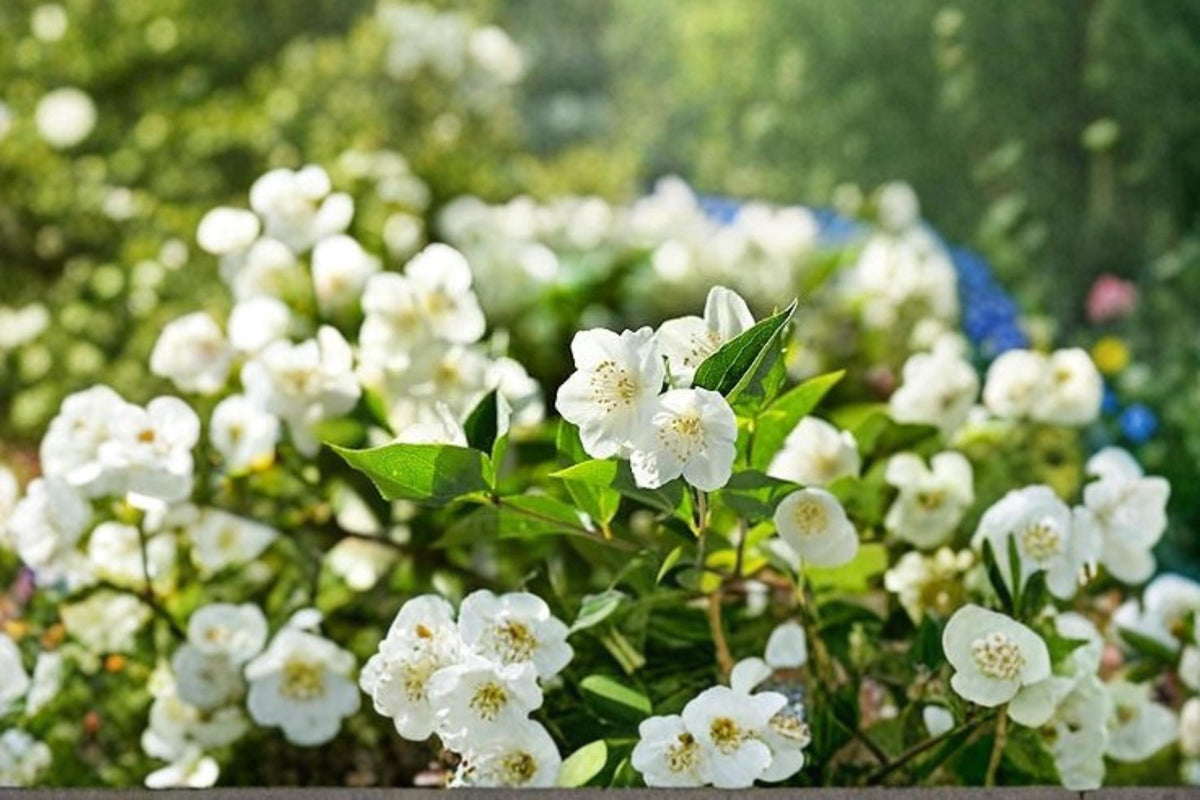 White Jasmine Seeds – Jasminum officinale, Fragrant White Flowers, Ornamental Vine, Bonsai & Garden Plant, 25 Seeds