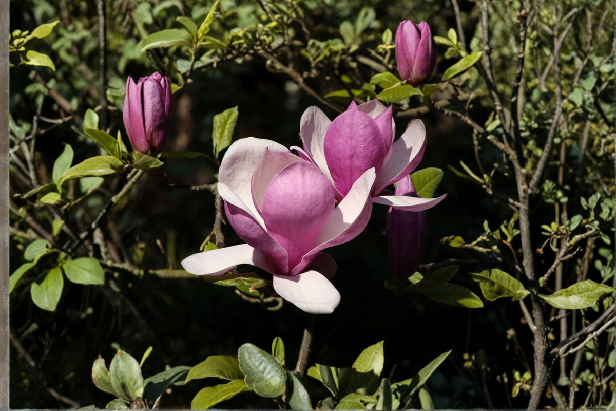Magnolia Tree Seeds – Magnolia × soulangeana – Ornamental Flowering Tree with Pink and White Blossoms, Garden Landscape Plant
