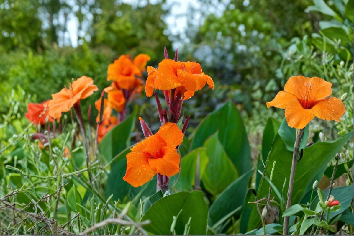 Pretoria Canna Lily Bulbs 3 Pack | Vibrant Orange Canna indica ‘Pretoria’ Tropical Flowering Bulbs for Garden Beds & Containers