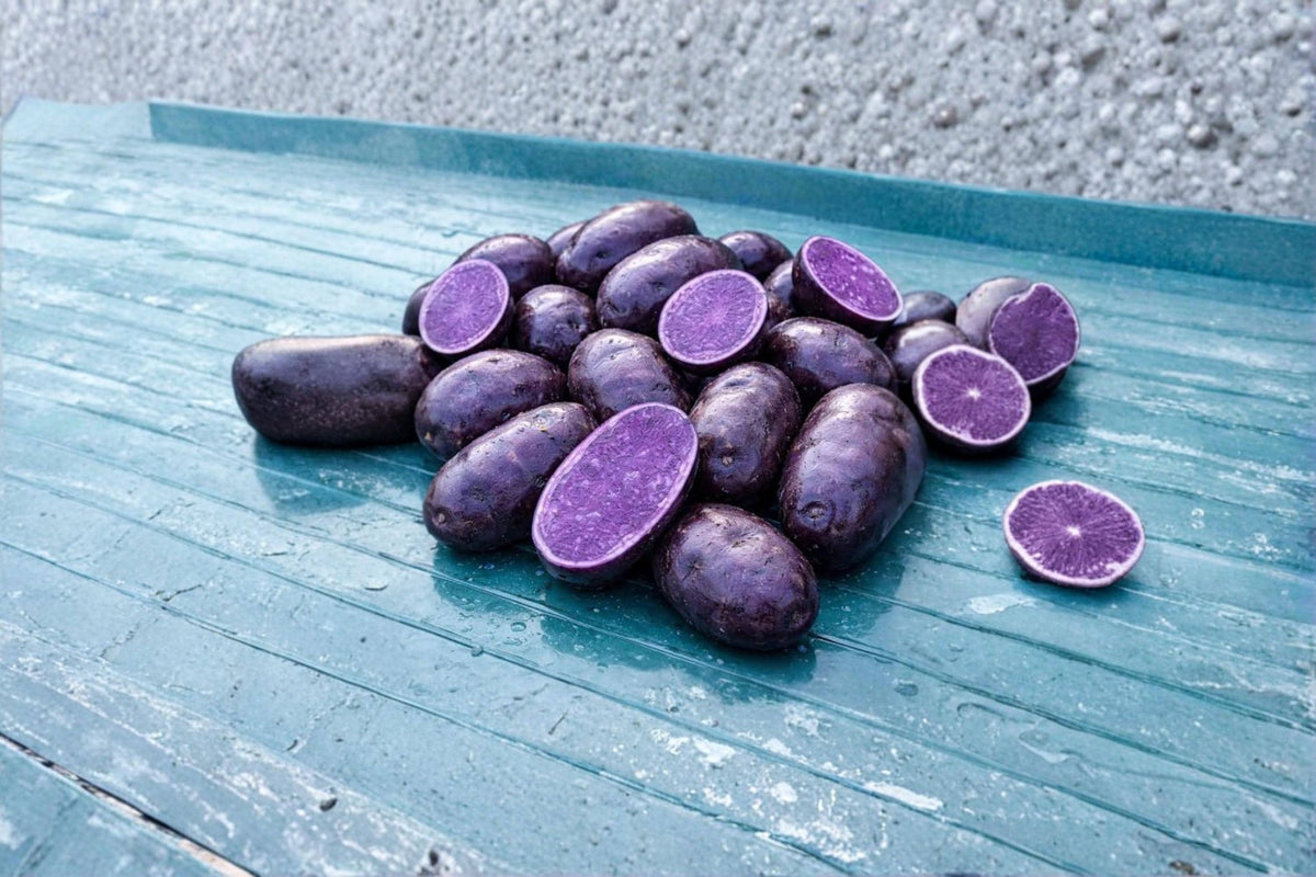 Purple Seed Potatoes 2 Pound Bag – Heirloom Solanum tuberosum Planting Tubers for Home Garden