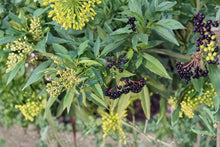Black Elderberry Cuttings – Sambucus nigra – Fruiting Shrub for Propagation and Landscaping