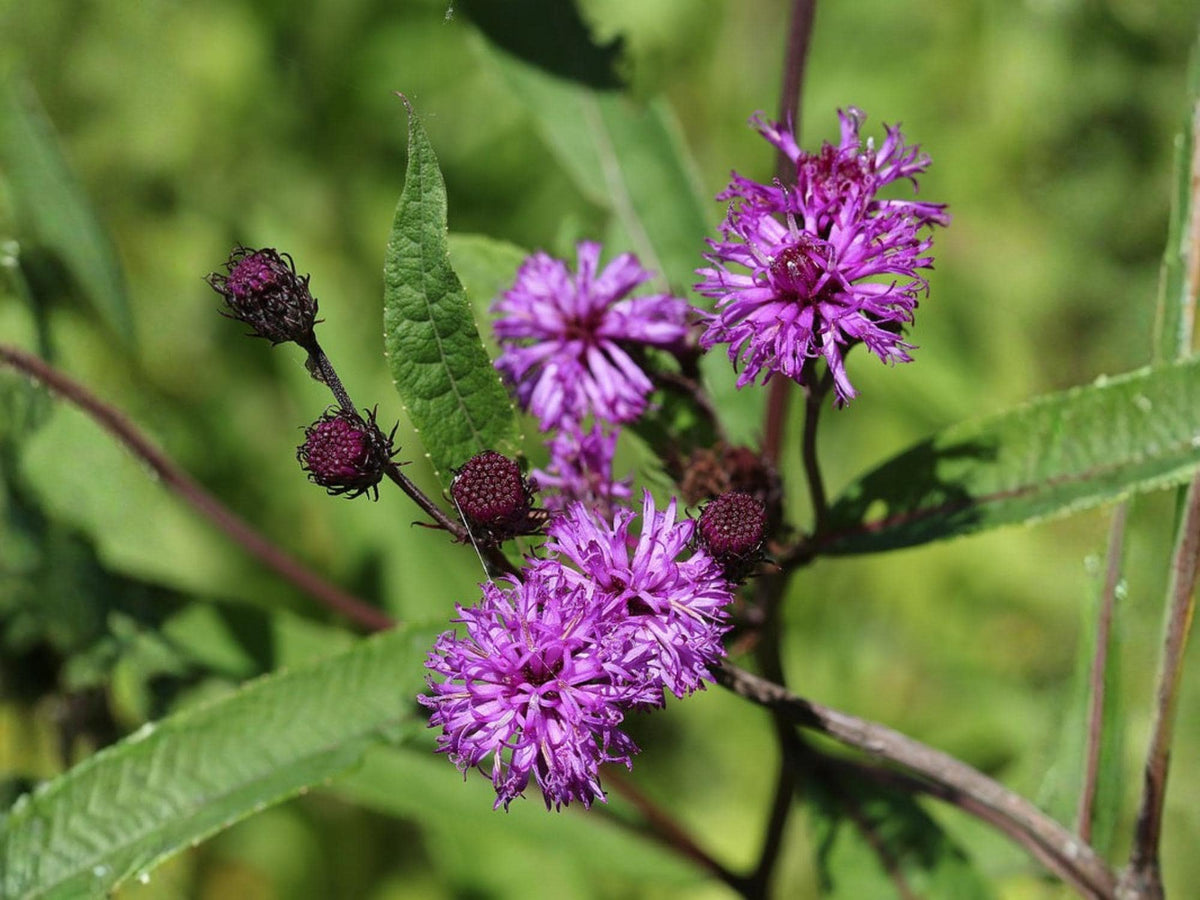 New York Ironweed Seeds – Vernonia noveboracensis Wildflower Seeds for Pollinator Gardens, Borders & Meadow Plantings