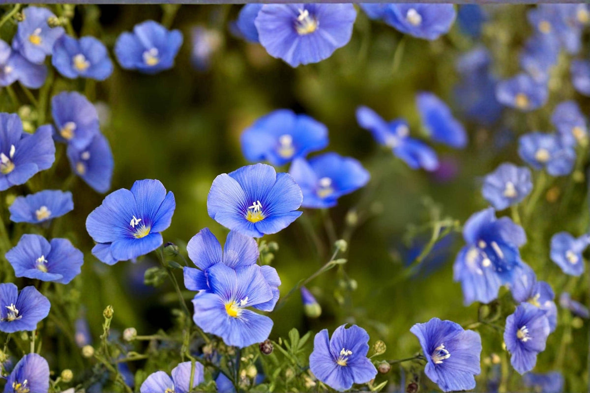 Sky Blue Flax Seeds 500+ | Perennial Wildflower | Linum perenne | Easy Grow Blue Garden Blooms