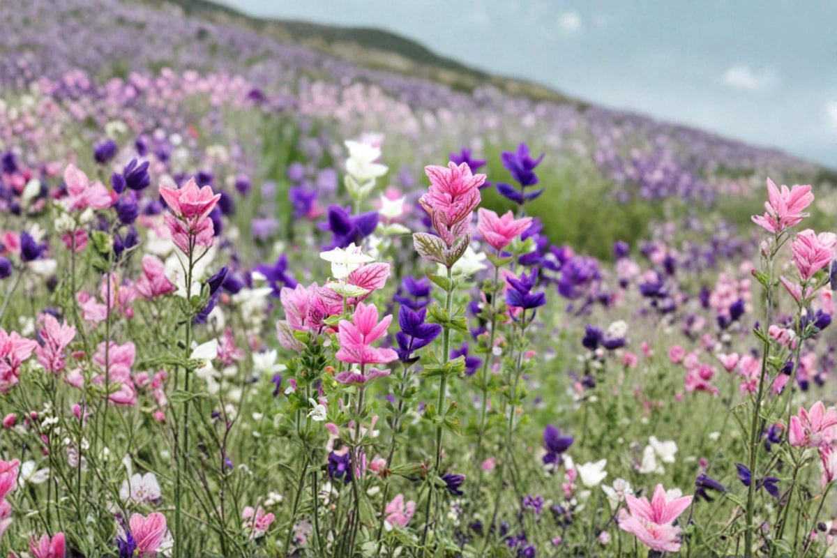 Tricolor Mix Clary Sage Seeds – Salvia viridis Flowering Annual for Borders & Gardens – 100 Seeds