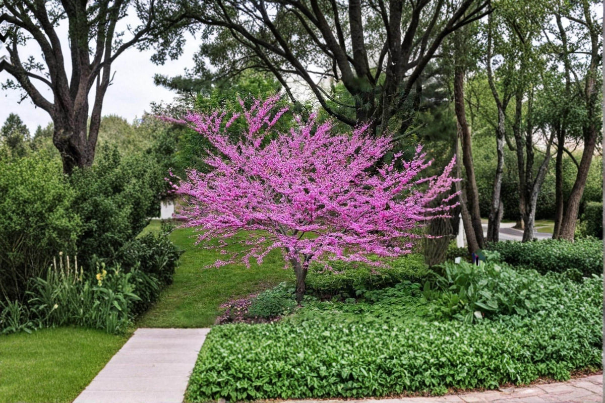 Eastern Redbud Seedling – Cercis canadensis Live Ornamental Tree with Pink Spring Flowers for Garden and Landscape