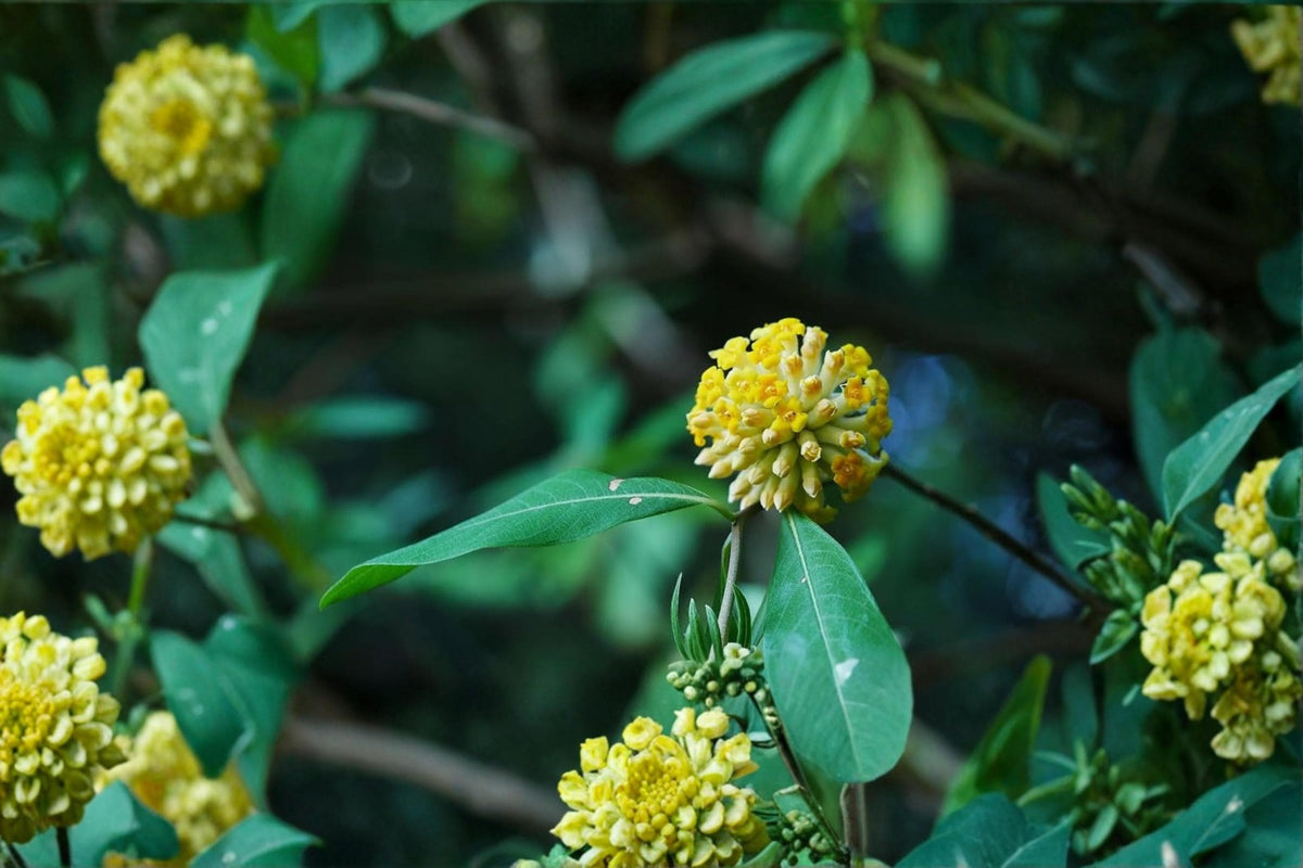 Indian Papertree Seeds – Ornamental Shrub, Edgeworthia gardneri, 20 Seeds for Landscape & Garden Planting