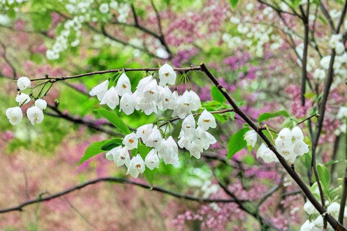 Carolina Silverbell Tree Seeds – Halesia carolina Ornamental Flowering Tree for Garden, Woodland & Landscape Planting