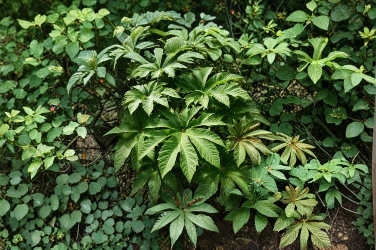 Giant Rice Paper Plant Seeds | Tetrapanax papyrifer Ornamental Foliage | Tropical Landscape Plant Seeds