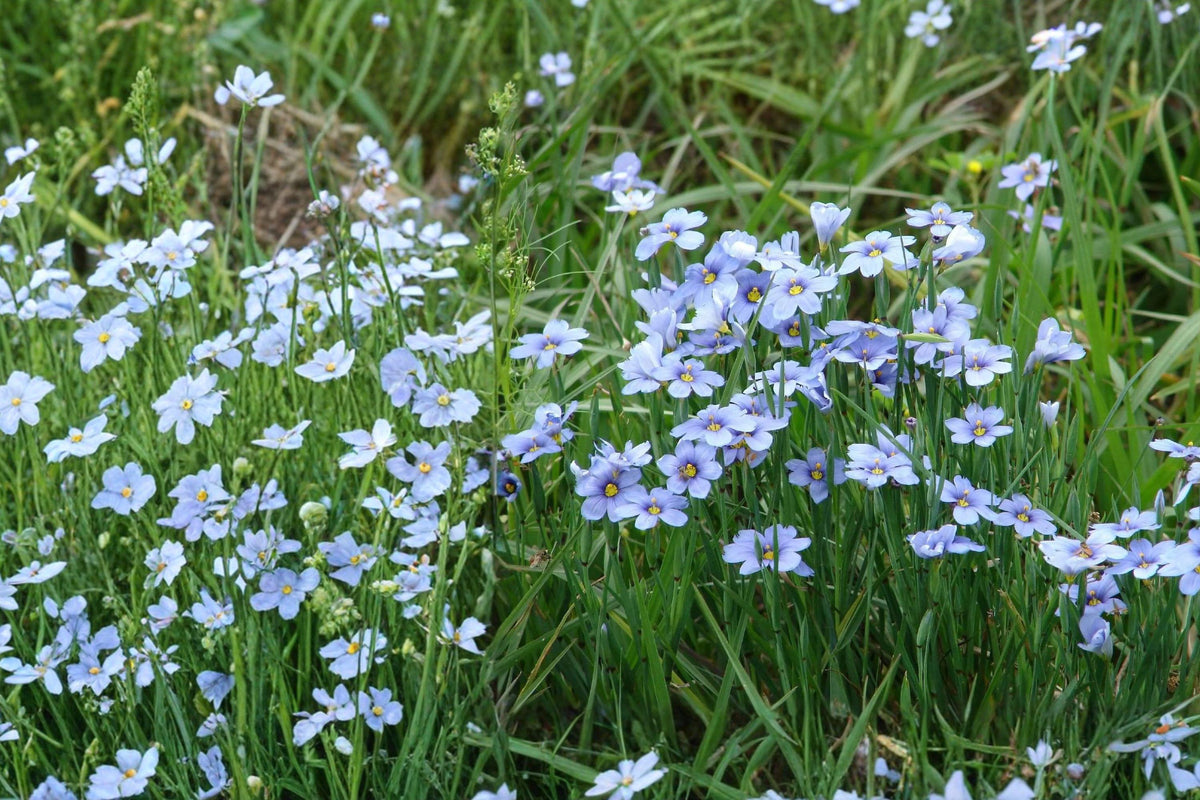 Blue-Eyed Grass Seeds – Sisyrinchium angustifolium Perennial Flower for Borders & Rock Gardens, 65 Seeds