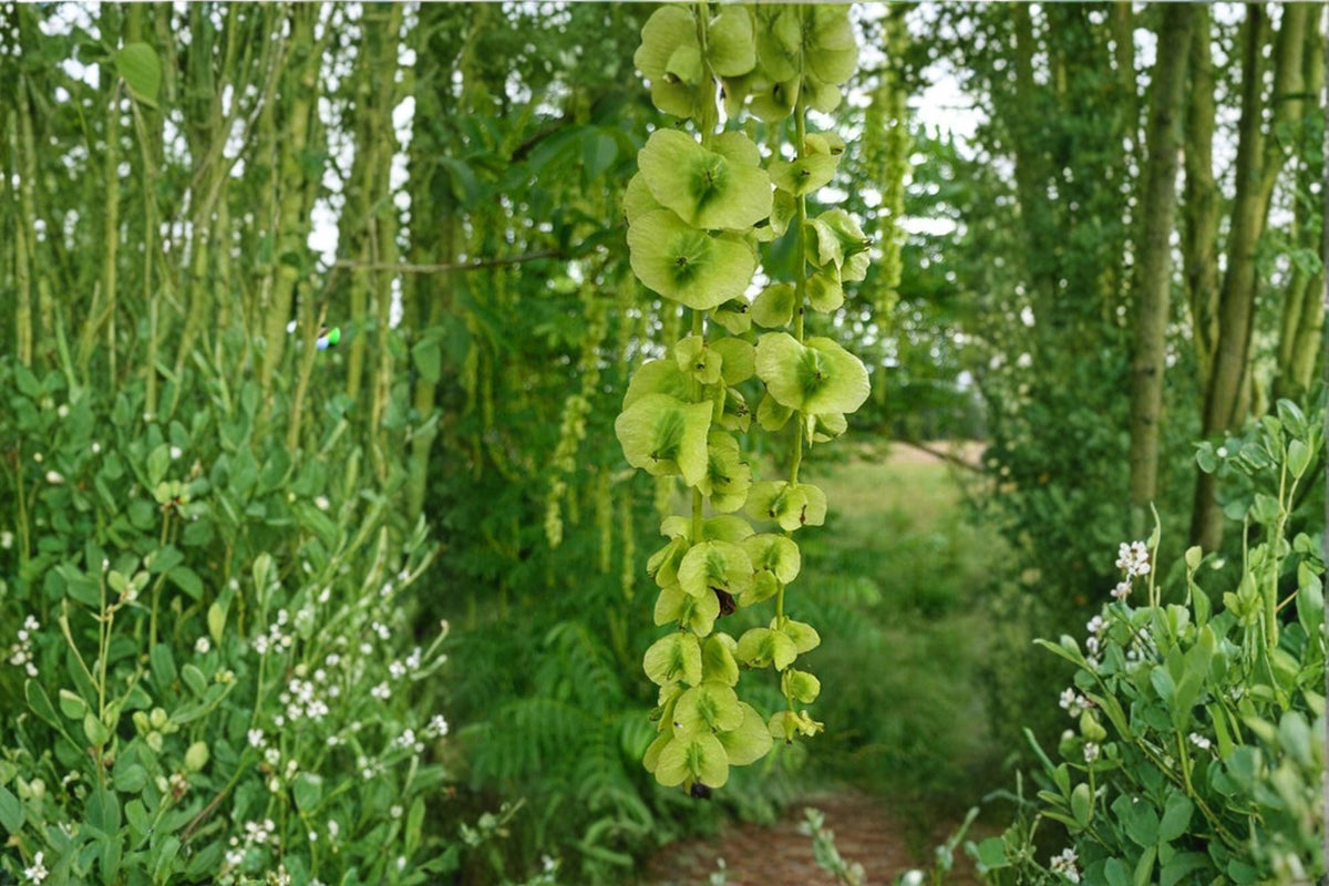 Wingnut Tree Seeds Pterocarya fraxinifolia Ornamental Shade Tree for Garden & Landscape Planting
