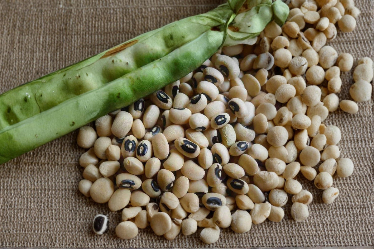 Black Eyed Pea Seeds – Non-GMO Vigna unguiculata for Home Garden Planting, Edible Landscape, USA Grown