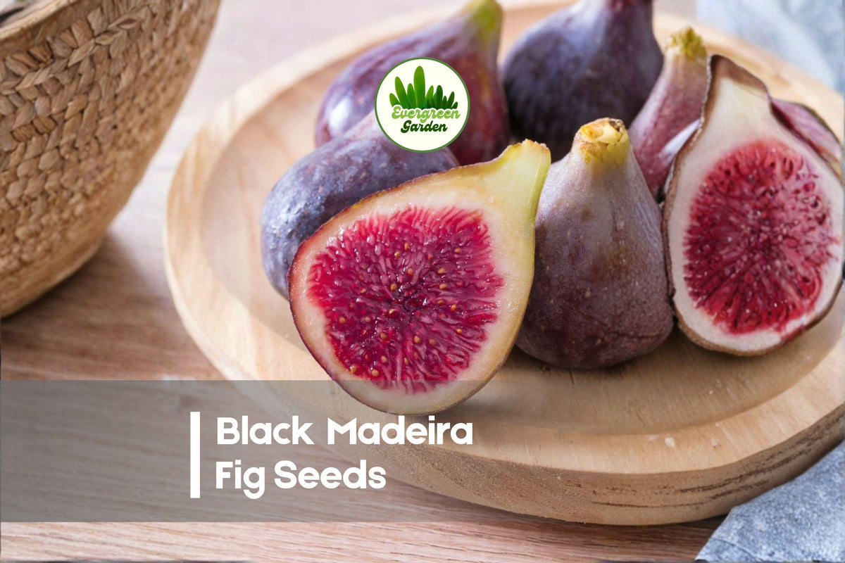 Black Madeira Fig Seeds - Heirloom Ficus carica for Home Gardens, Orchards & Containers, Dark Purple Fruit, Edible Landscape