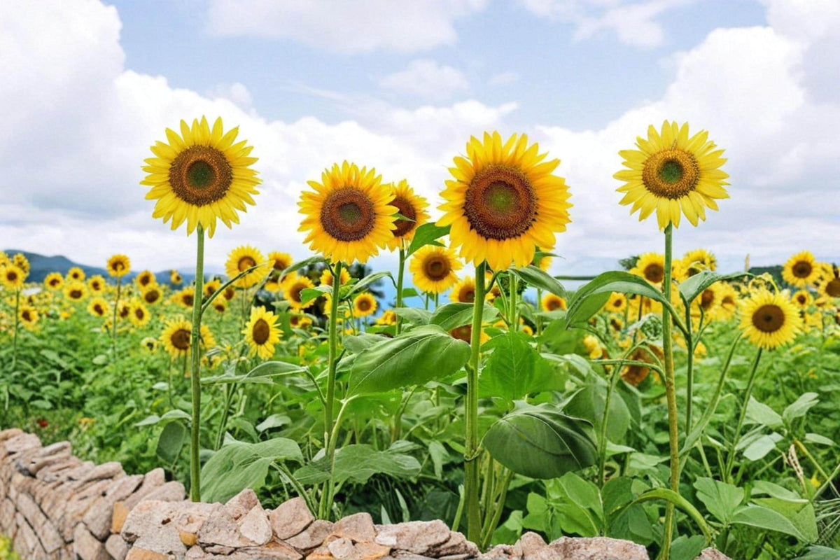 Mammoth Sunflower Seeds 250 Pack – Helianthus annuus Large Annual Flower for Garden & Landscape