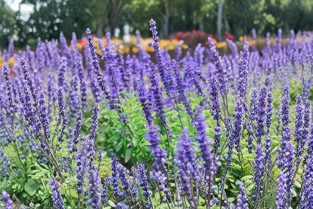 Blue Queen Salvia Seeds – Salvia farinacea Flower Seeds for Pollinator Gardens, Butterfly & Hummingbird Attractant