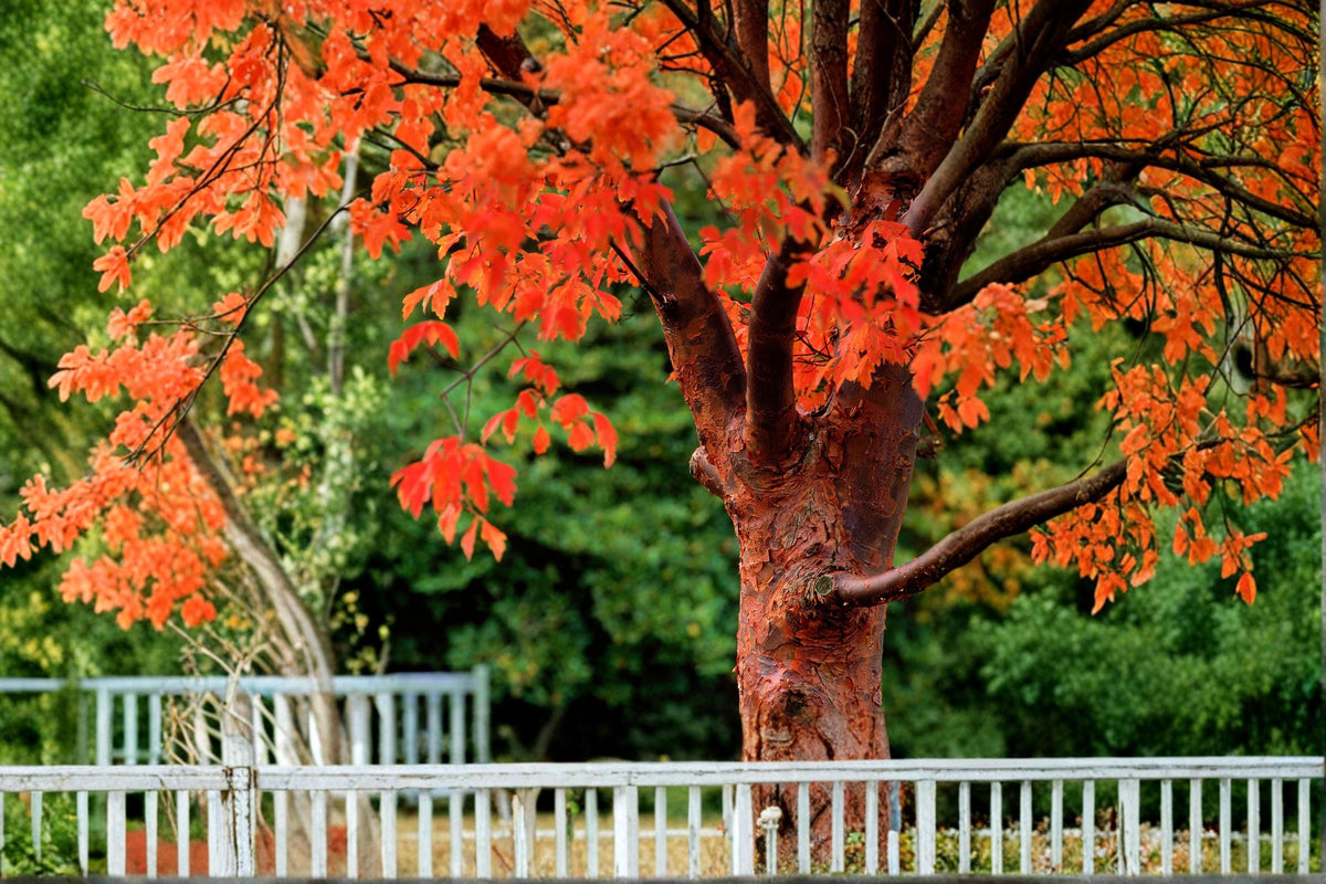Paperbark Maple Tree Seed Acer griseum Ornamental Deciduous Landscape Tree