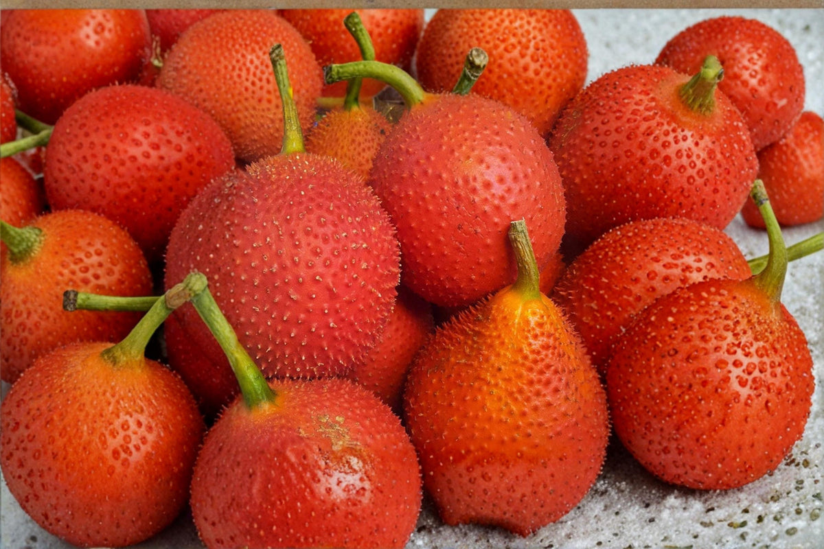 Gac Melon Seeds – Tropical Climbing Vine with Spiny Orange-Red Fruit – Momordica cochinchinensis Plant Pack