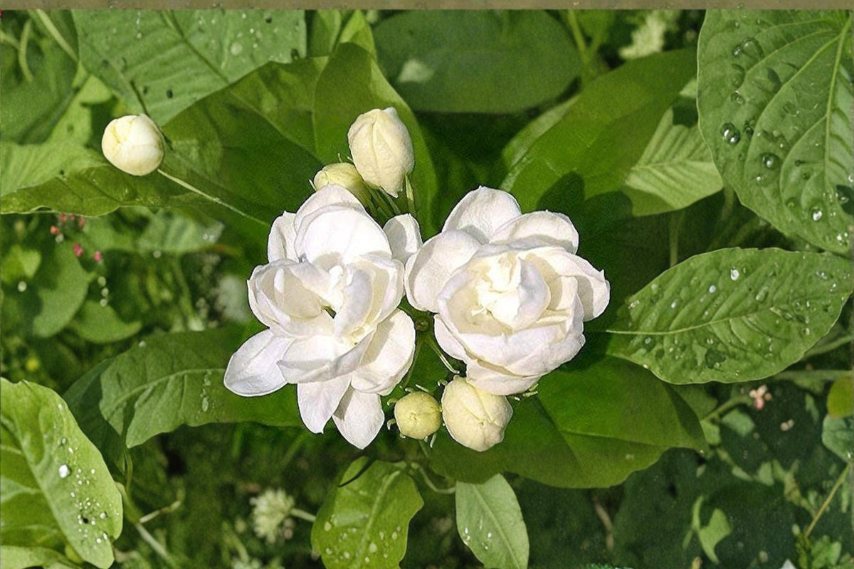 Jasmine Seeds 25 Count – Jasminum sp. Fragrant White Flowers Indoor Outdoor Plant Seeds for Garden, Patio, Container