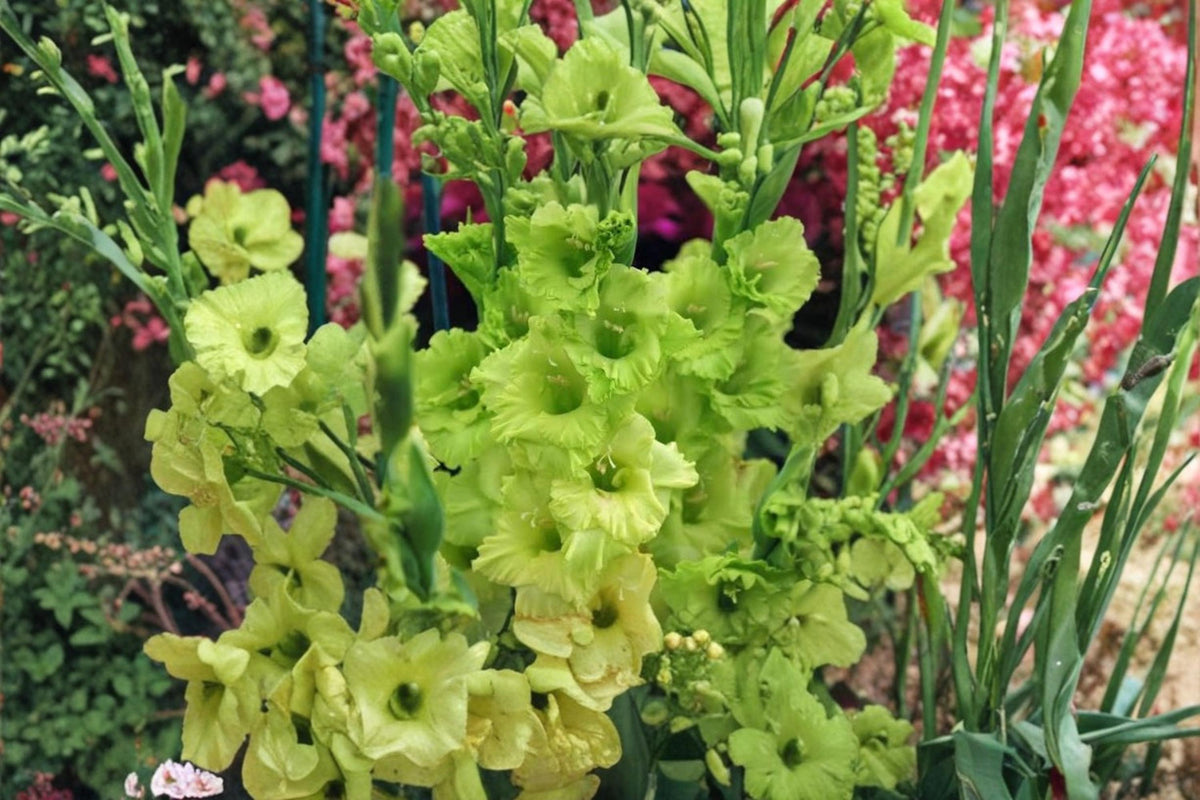 Lime Green Gladiolus Bulbs 10 | Flowering Bulb for Garden & Cut Flowers | Gladiolus spp.