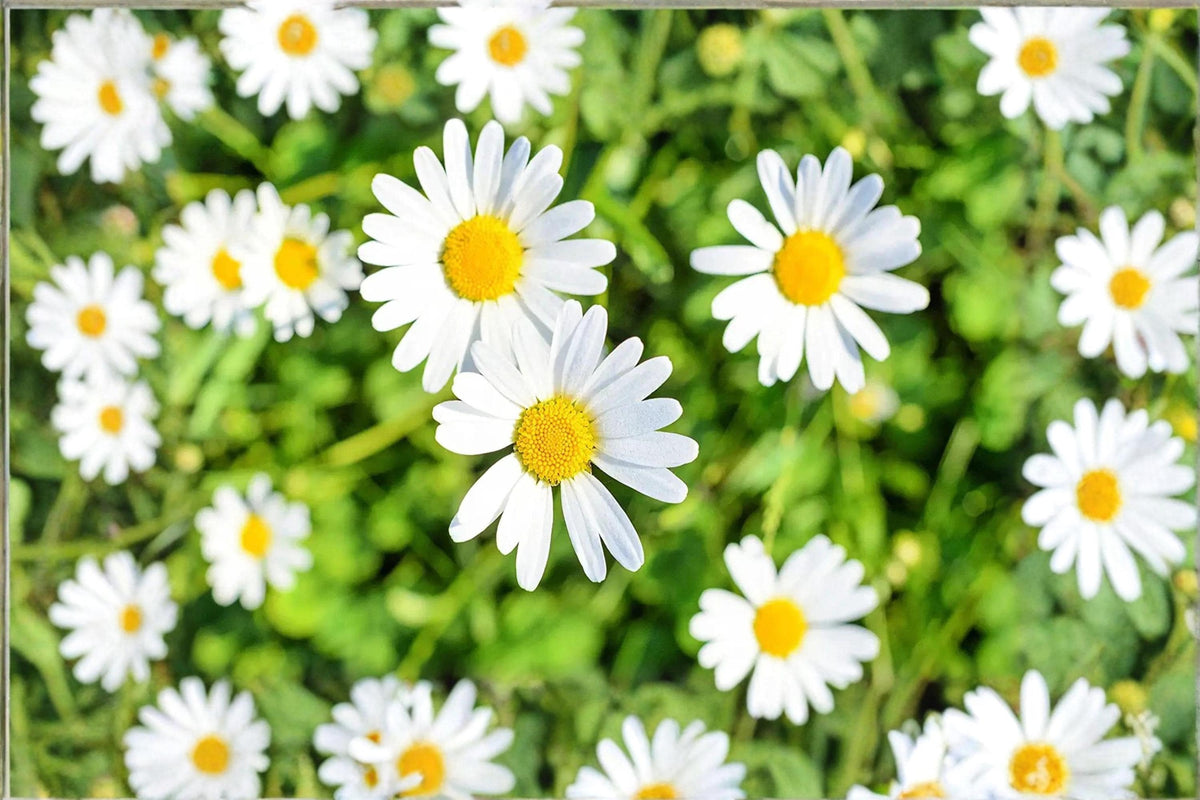 Shasta Daisy Seeds – Leucanthemum × superbum White Perennial Flower Seeds for Garden Landscaping & Cut Flowers