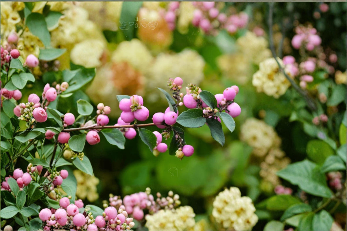 Coralberry Bush Seeds, Symphoricarpos orbiculatus, Native Ornamental Shrub, Berry-Producing Landscape Plant, Woodland Garden Seeds