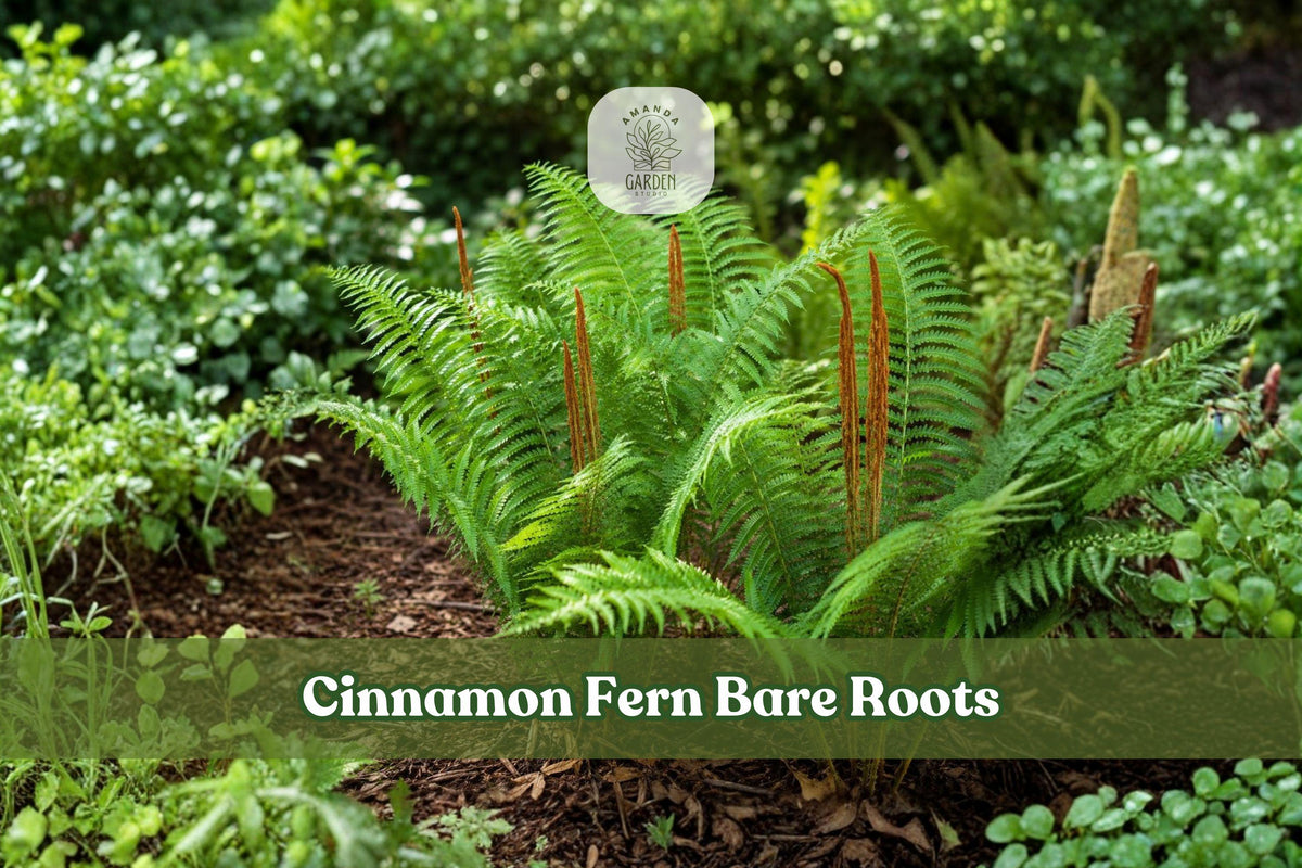 3 Cinnamon Fern Bare Roots | Osmunda cinnamomea Live Fern Plants for Shade Gardens and Native Landscapes