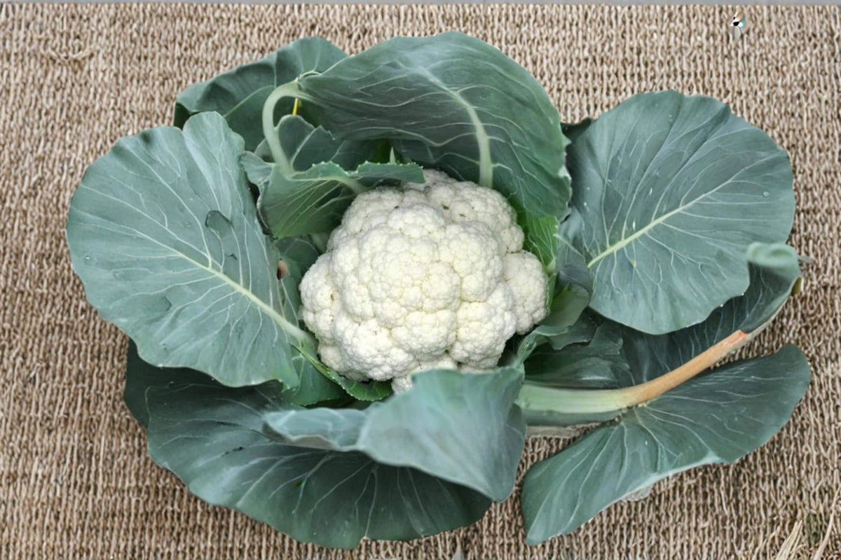 Snowball Cauliflower Seeds – Brassica oleracea var. botrytis, White Heads, Heirloom Vegetable Seeds for Garden Planting