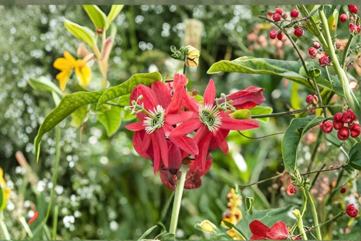 Red Passionflower Vine Seeds – Passiflora princeps, Ornamental Climbing Flower Seeds for Garden, Trellis, Fence, Vertical Garden