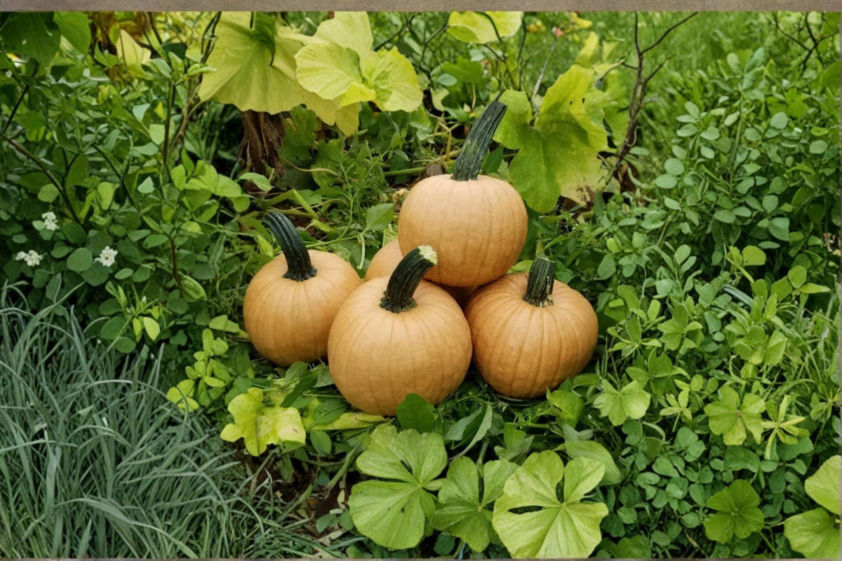 Hot Chocolate Pumpkin Seeds – Cucurbita pepo Ornamental Tan Pumpkin for Fall Decor and Garden Planting
