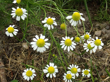 German Chamomile Seeds - 100 Pack for Cottage Gardens, Pollinator Gardens, Containers | Matricaria recutita