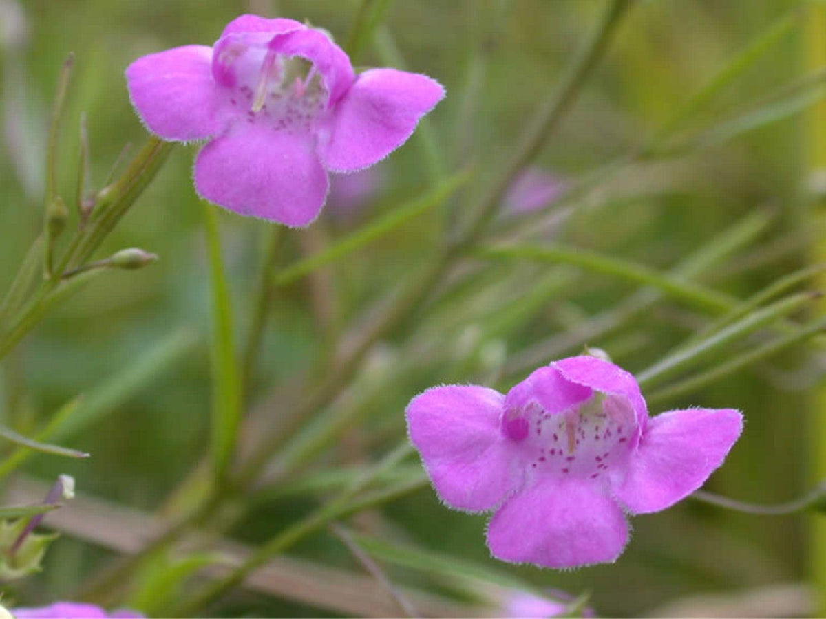 250 Seeds Slender False Foxglove Agalinis tenuifolia Wildflower Seeds for Pollinator Gardens, Cottage, Meadow & Natural Landscapes
