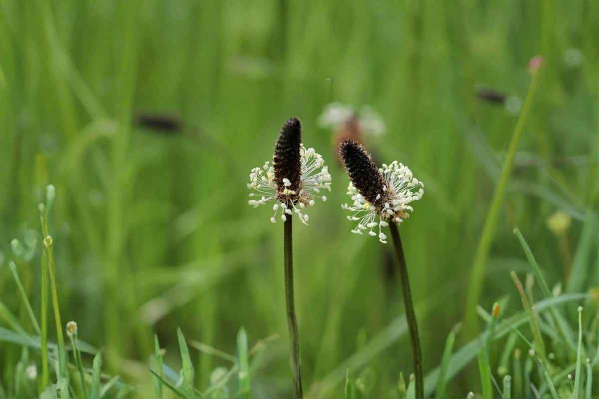 Narrowleaf Plantain Seeds – 50 Wild Perennial Herb, Plantago lanceolata, Hardy, Pollinator-Friendly, Meadow & Garden Plant Seeds