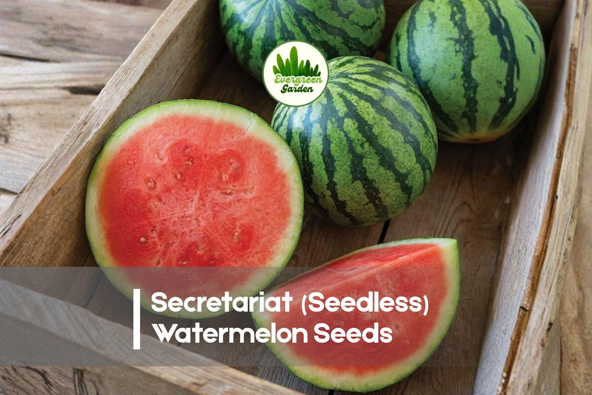 Secretariat Seedless Watermelon Seeds – 50+ Fruitful Vining Melon Seeds for Home Gardens, Raised Beds, and Summer Harvests (Citrullus lanatus)