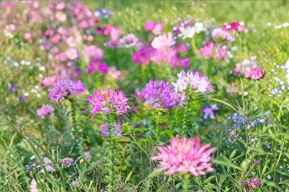 Spider Flower Seeds, Cleome hassleriana, Mixed Color, Ornamental Annual, Garden Flowers, Pollinator Attracting, Easy Grow