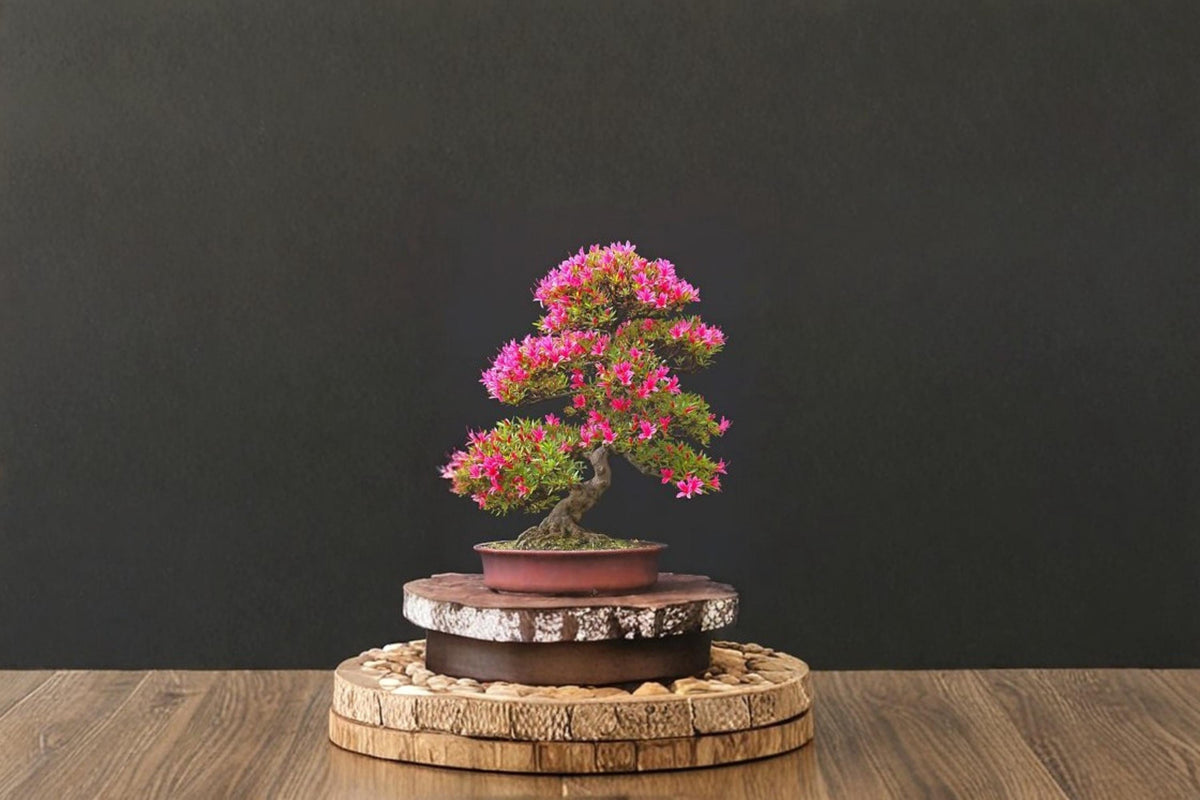 Royal Azalea Bonsai Seeds – Rhododendron schlippenbachii, Pink Flowers, Ornamental Shrub, Container & Woodland Plant