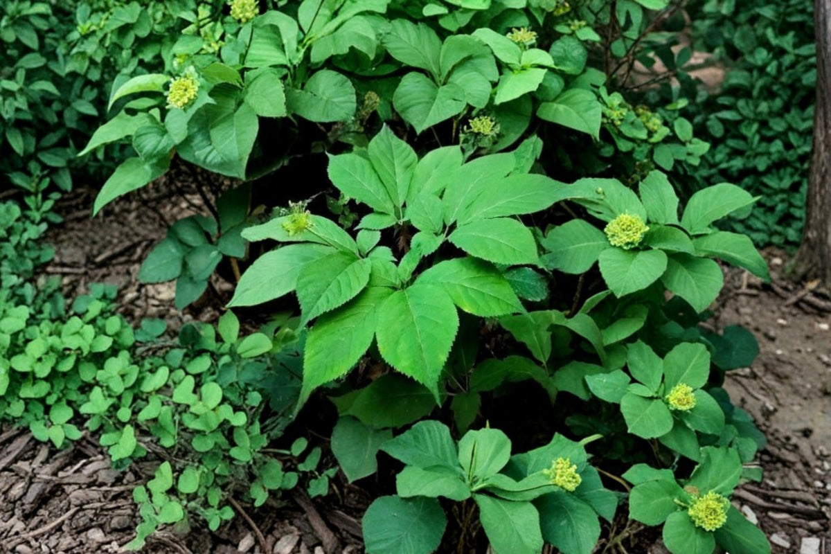 American Ginseng Seeds – 50 Pack for Planting – Panax quinquefolius – Woodland Perennial with Green Foliage & Red Berries