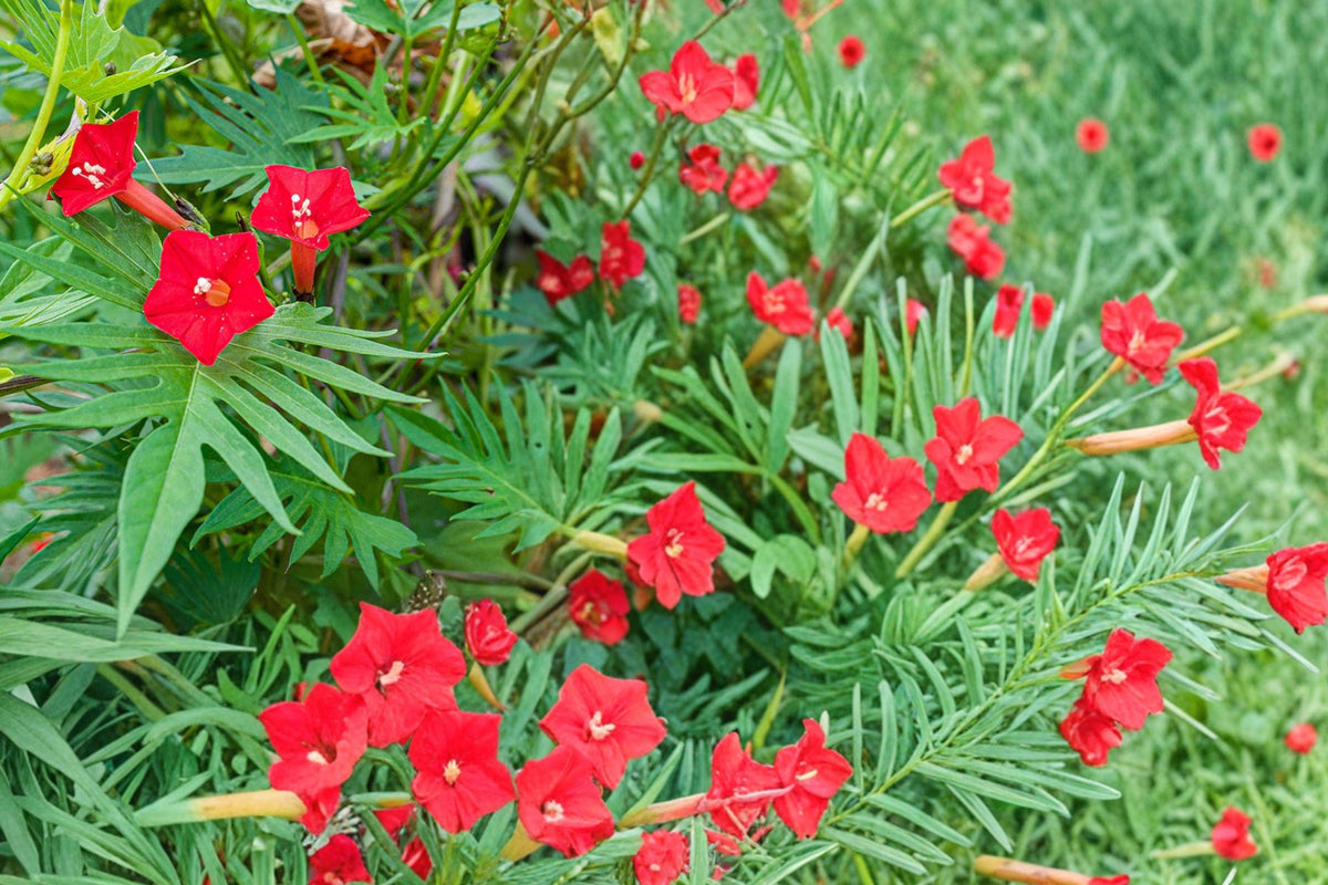 Cardinal Climber Vine Seeds – Red Flower Annual Climbing Plant, Ipomoea multifida, Fast-Growing Garden Vine for Fences & Trellises