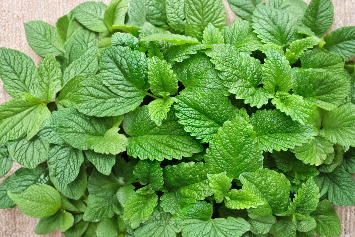 Lemon Balm Seeds 235 – Heirloom Perennial Herb Melissa officinalis for Herb Gardens, Containers & Pollinator Gardens