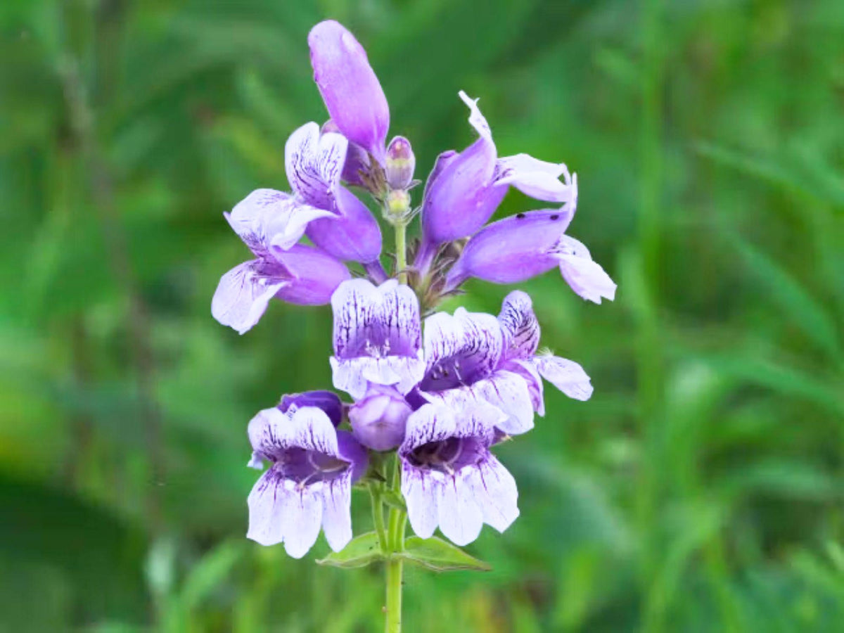 Showy Beardtongue Seeds – Penstemon cobaea Wildflower Seeds for Pollinator Gardens, Cottage Garden, Meadow Plantings