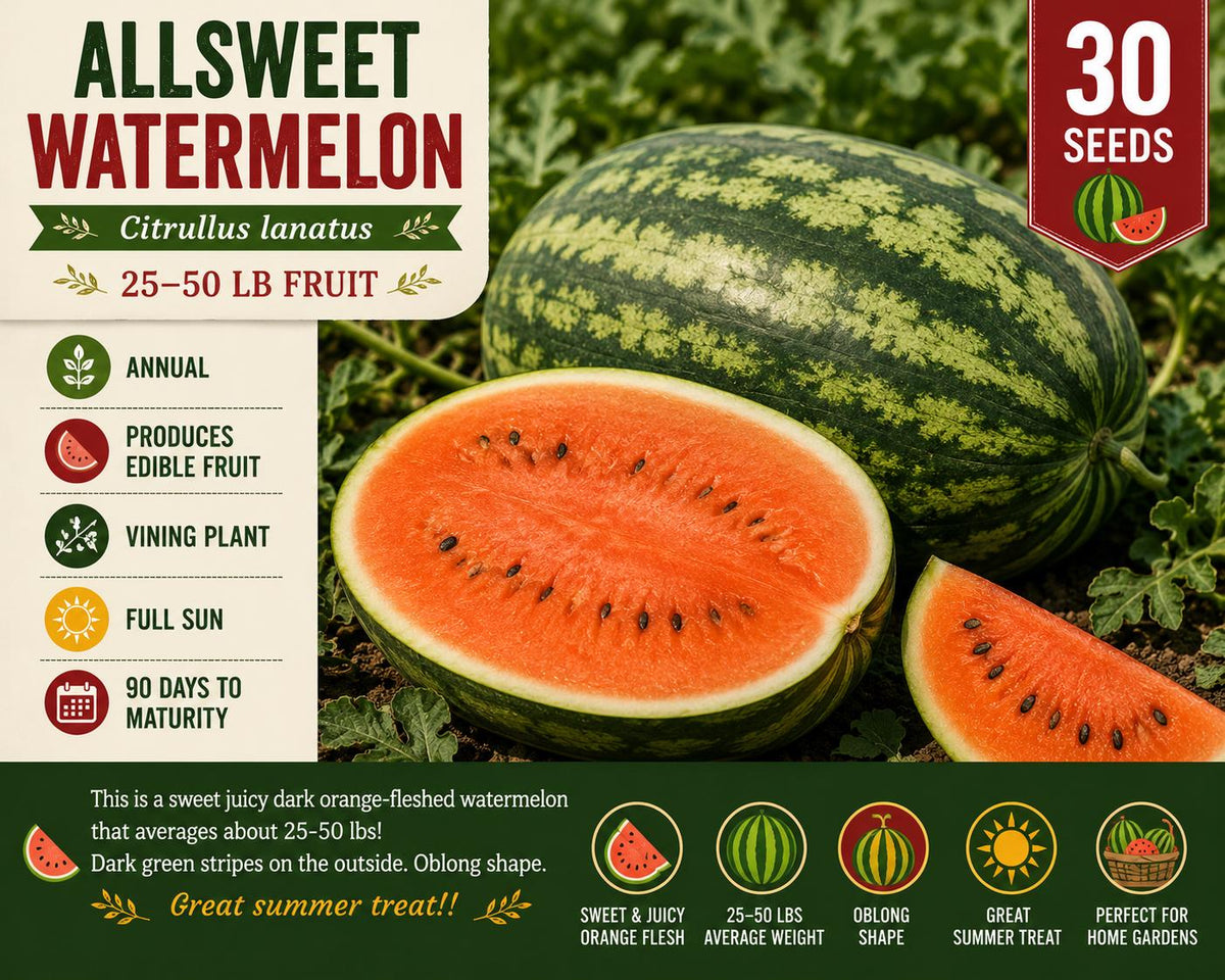 Allsweet Watermelon Seeds – Large Heirloom Citrullus lanatus, Oblong Fruit, Dark Green Stripes, Orange-Red Flesh, Garden Vegetable